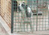STORIE DI CANI - ARC 10